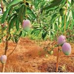 पोलिस अधिकाऱ्याने निवृत्तीनंतर घोटी येथे पिकवले "मियाझाकी” आंबे:4 वर्षांत 8 किलो उत्पादन, भारतात किलोला 2 लाख रुपयांचा भाव