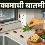 पावसाळ्यात वाढतात कीटक आणि झुरळे:10 खबरदारी घेतल्यास कीटक येणार नाहीत, तज्ञांकडून जाणून घ्या पळवून लावण्यासाठी 7 घरगुती उपाय